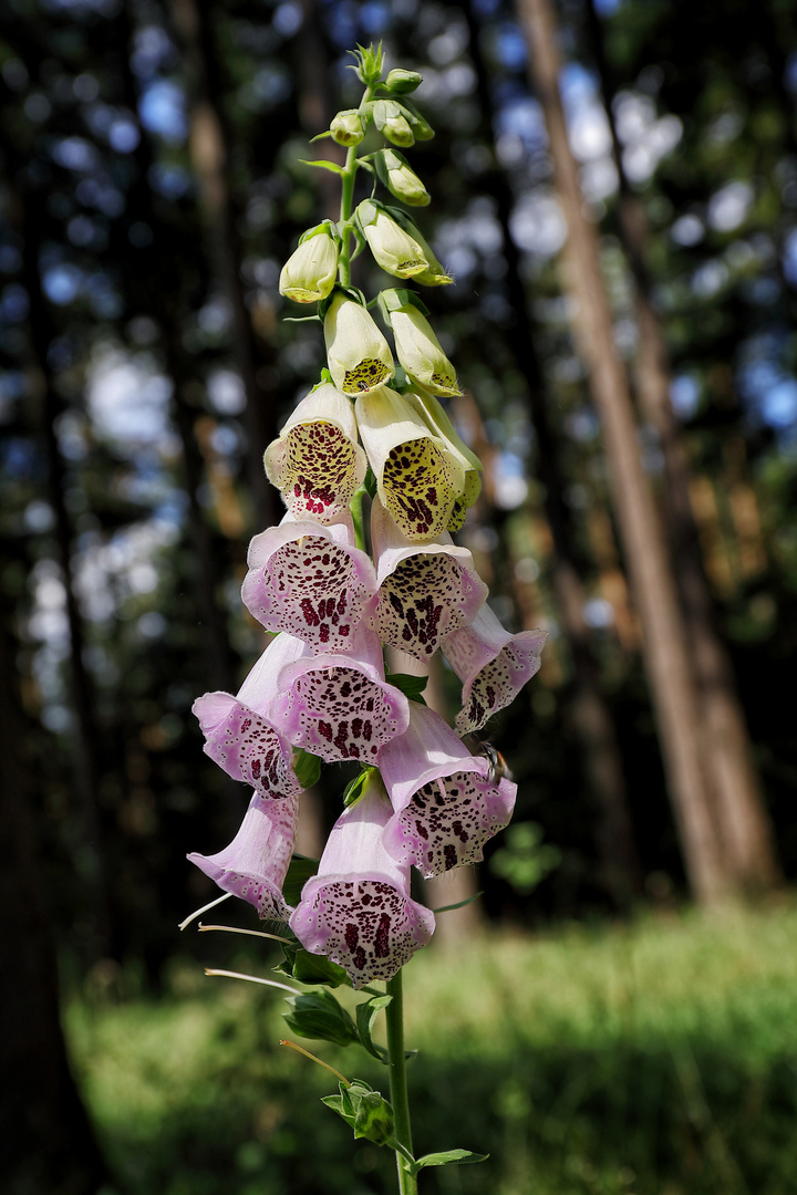 Digitalis Purpurea