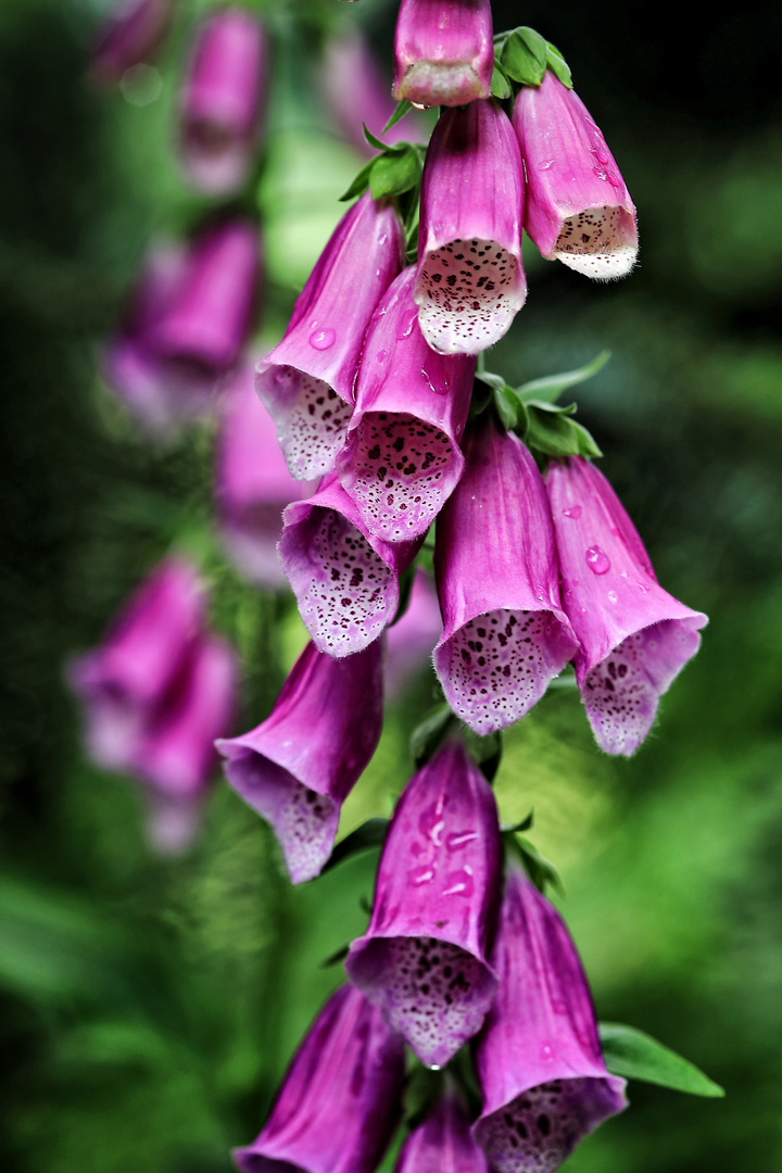 Digitalis purpurea