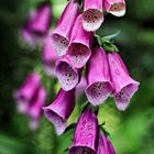 Digitalis purpurea