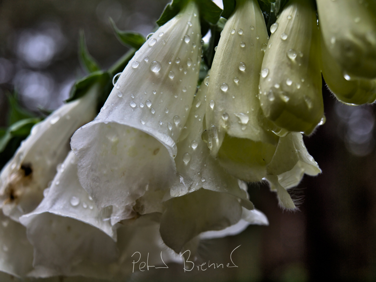 Digitalis purpurea 'Alba'