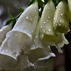 Digitalis purpurea 'Alba'