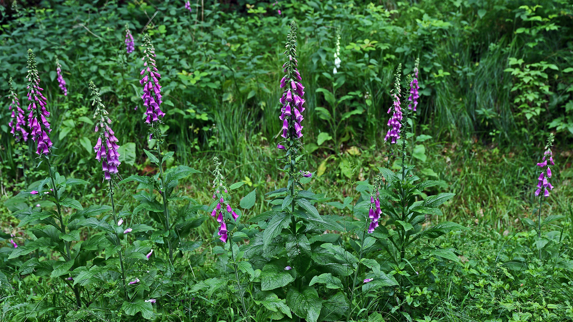 Digitalis purpurea als Balsam für die Augen am Wegesrand...