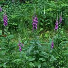 Digitalis purpurea als Balsam für die Augen am Wegesrand...