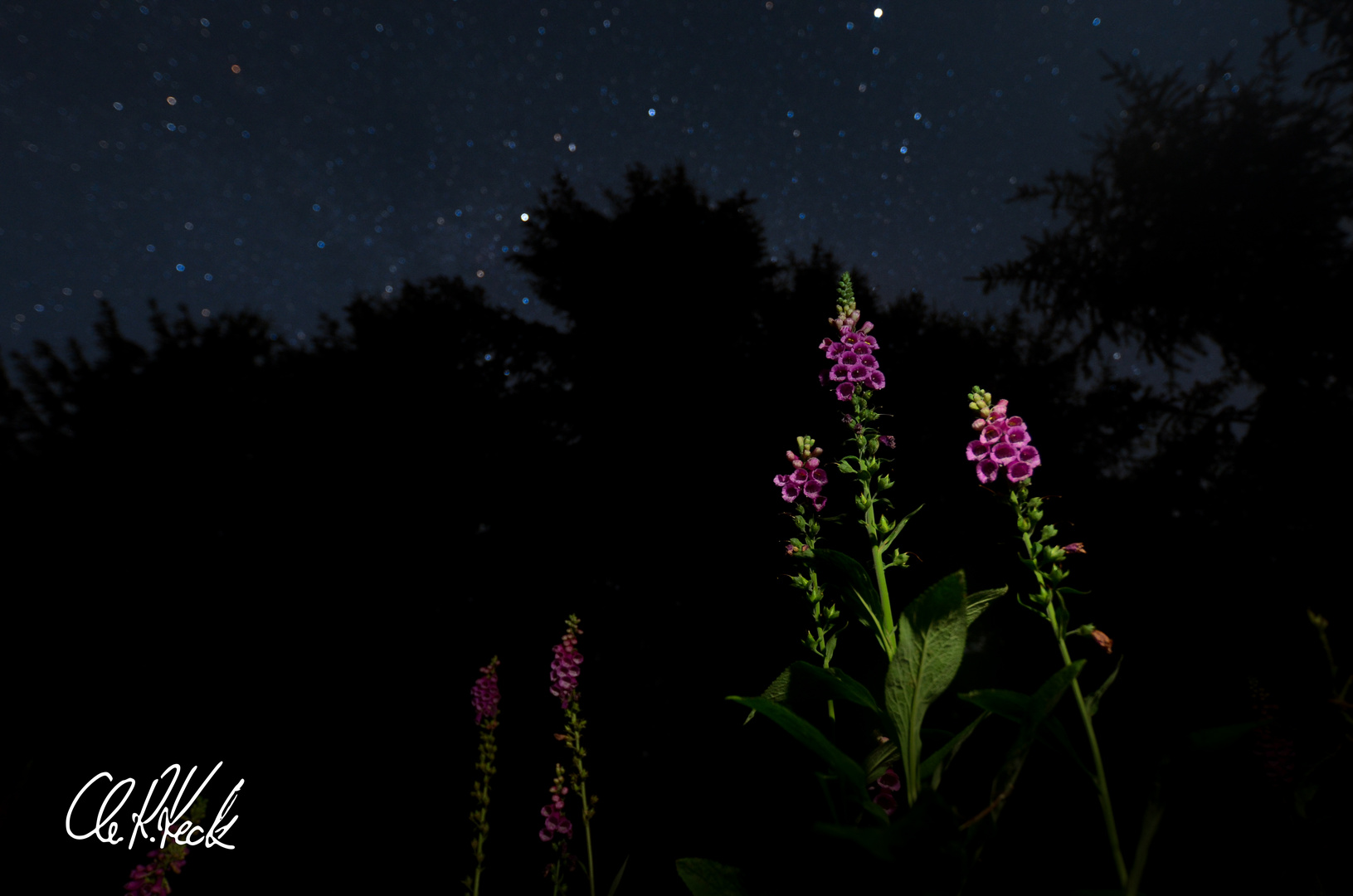 Digitalis purpurea 