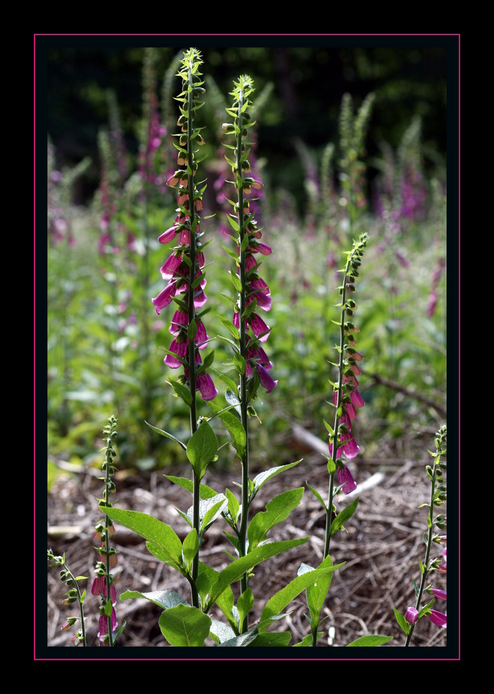 Digitalis purpurea