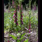 Digitalis purpurea