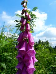 Digitalis purpurea