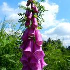 Digitalis purpurea