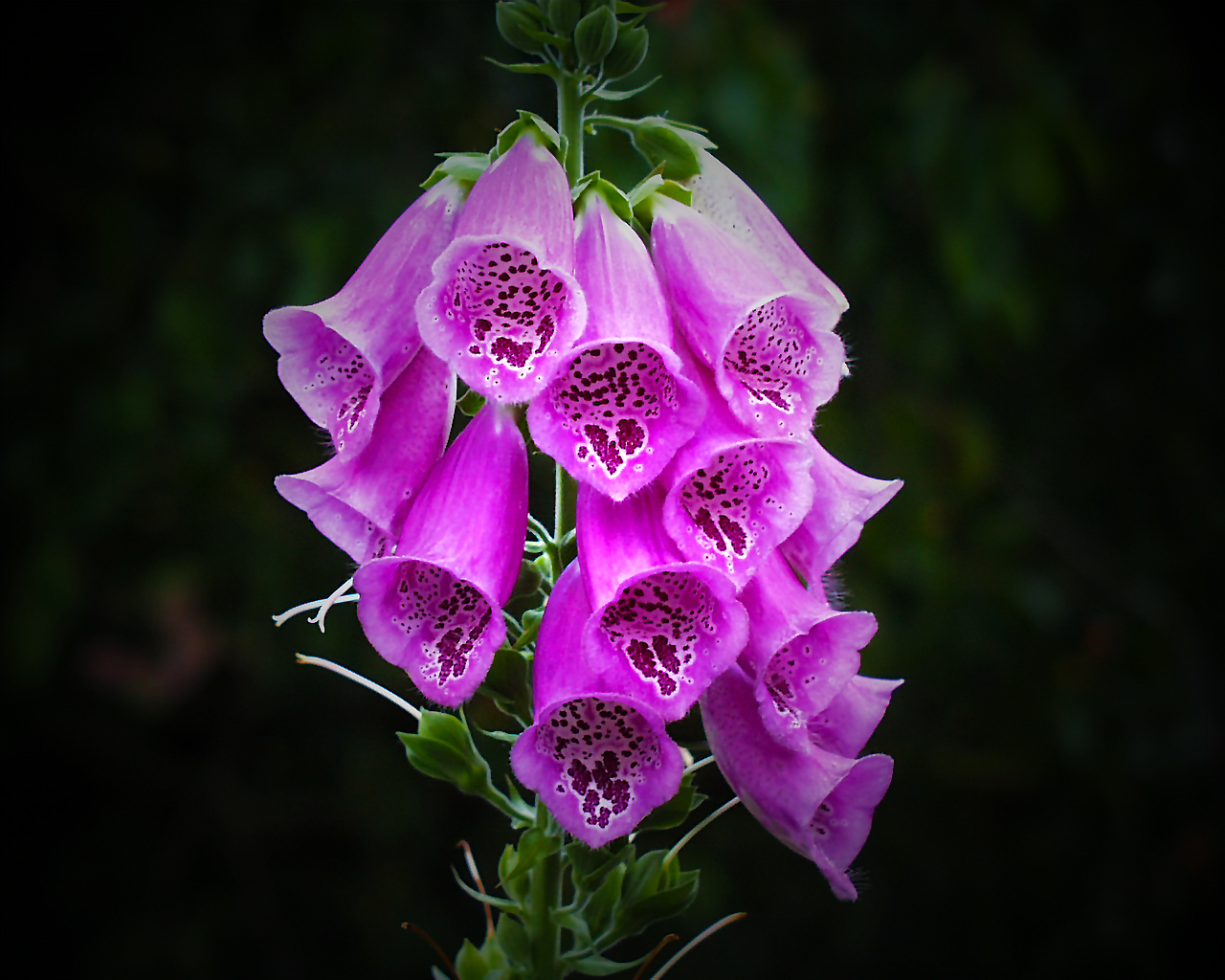 Digitalis purpurea