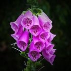 Digitalis purpurea