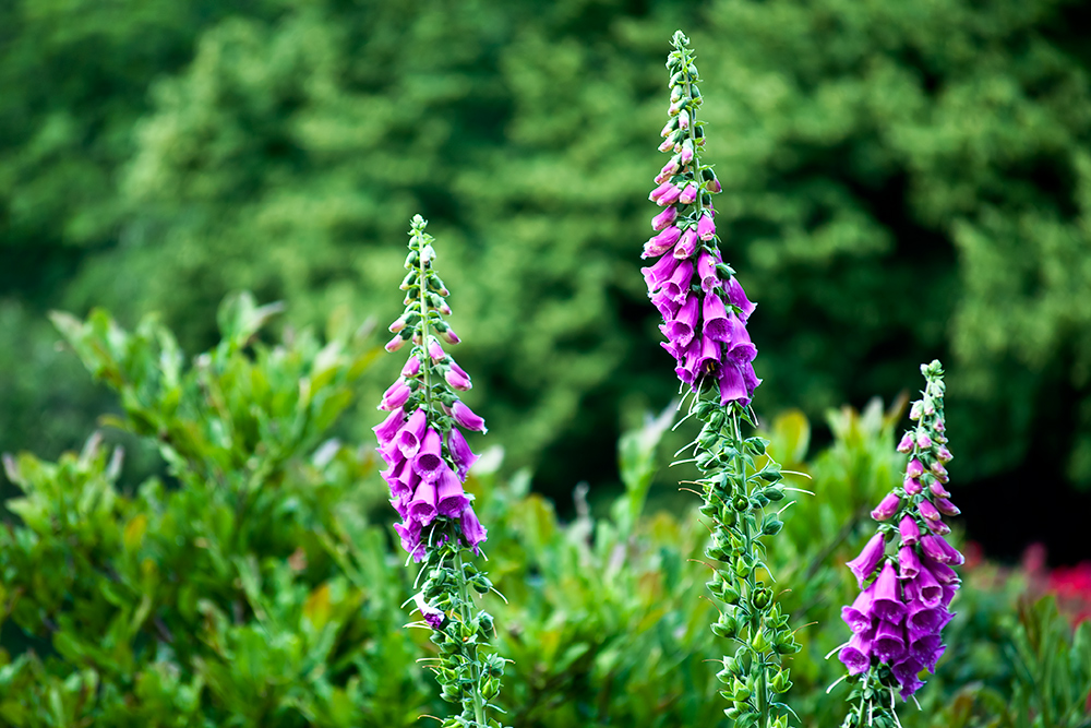 Digitalis purpurea