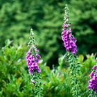 Digitalis purpurea