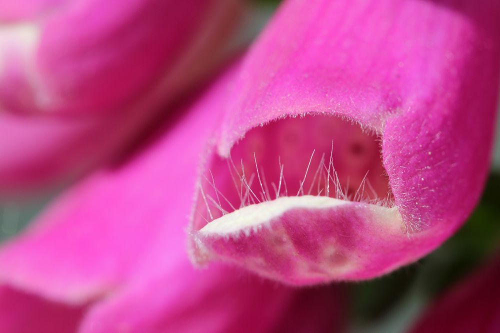 Digitalis purpurea