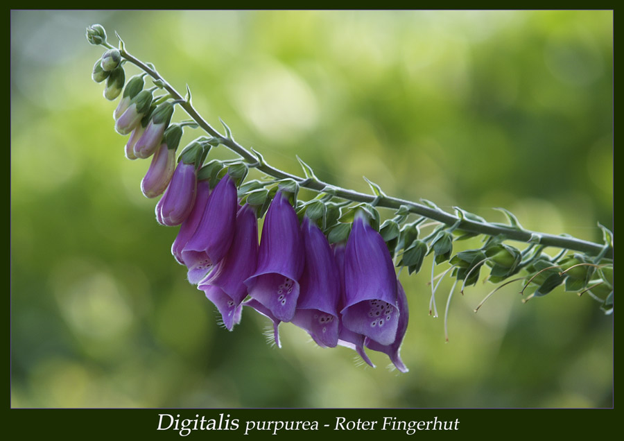 Digitalis purpurea