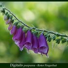 Digitalis purpurea