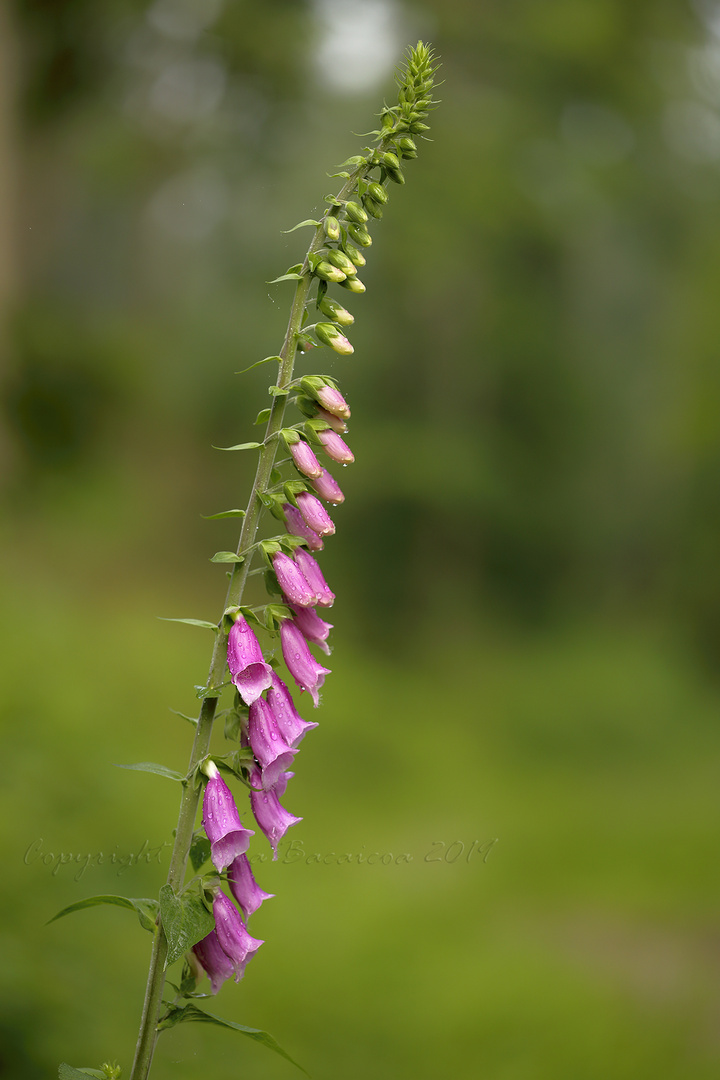 Digitalis purpurea en Schutzhütte Klusteich