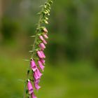 Digitalis purpurea en Schutzhütte Klusteich