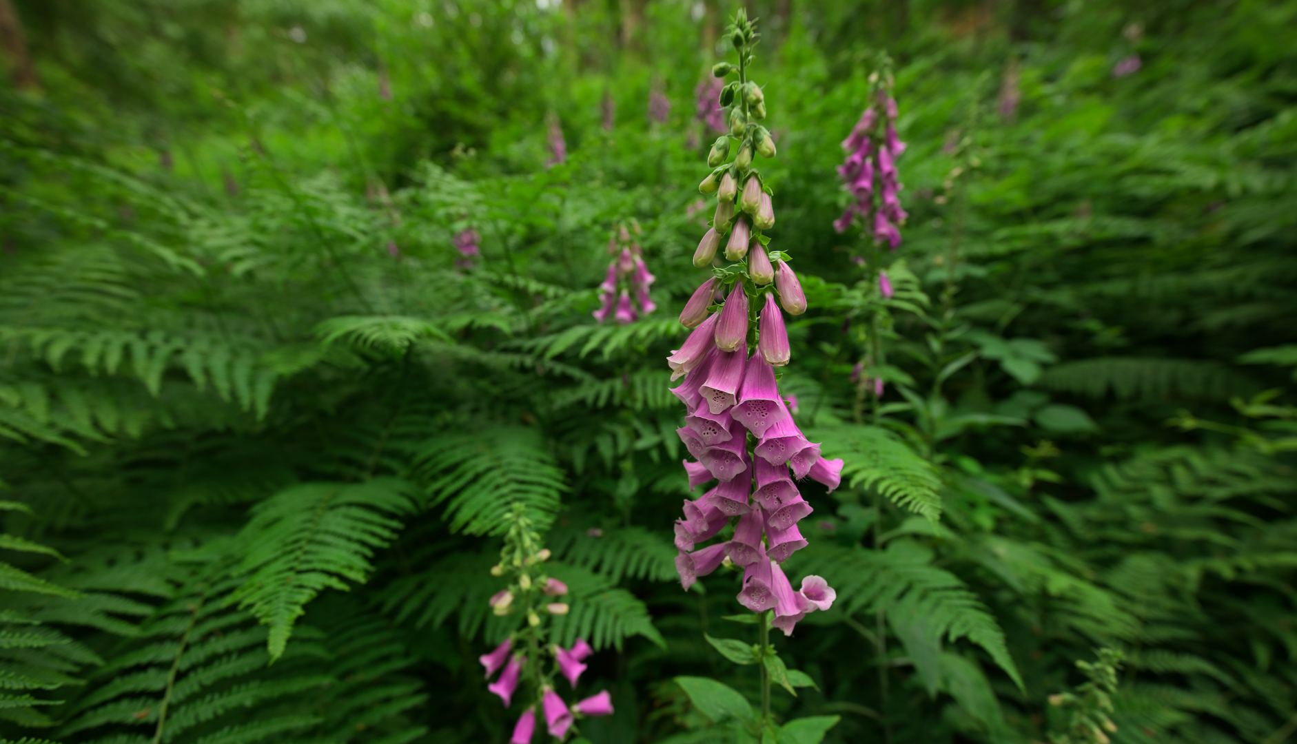 Digitalis purpurea