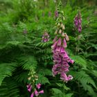 Digitalis purpurea