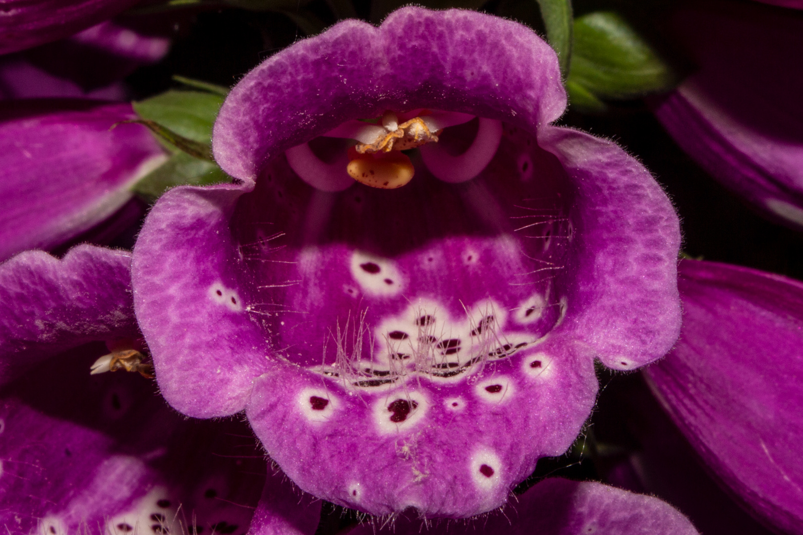 Digitalis purpurea