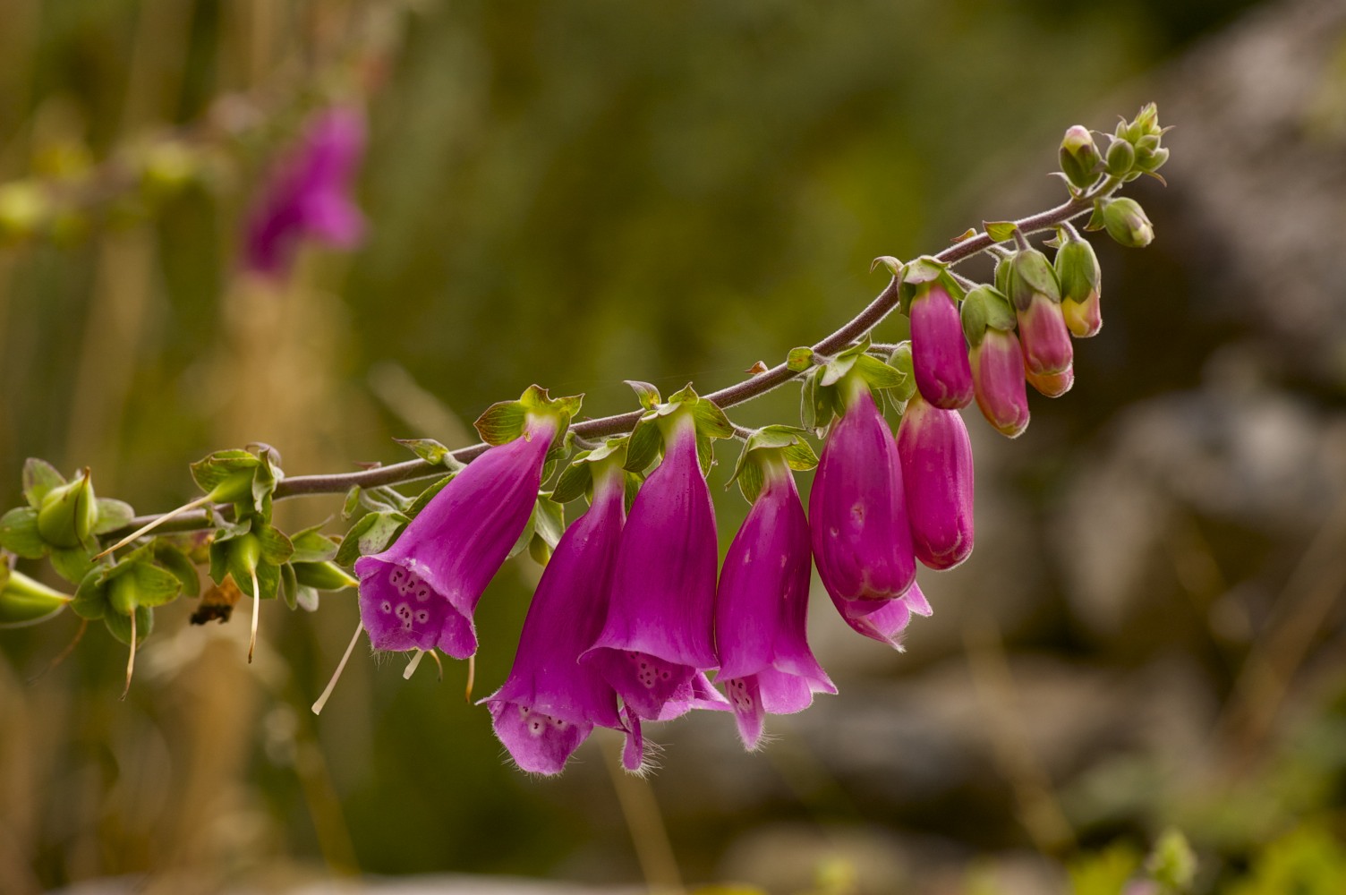 Digitalis purpurea