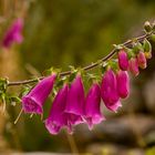 Digitalis purpurea