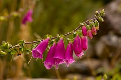 Digitalis purpurea