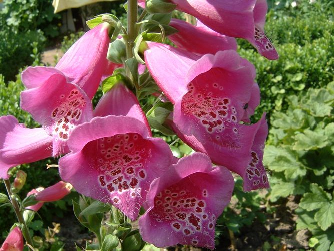 Digitalis purpurea, Fingerhut