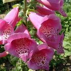 Digitalis purpurea, Fingerhut