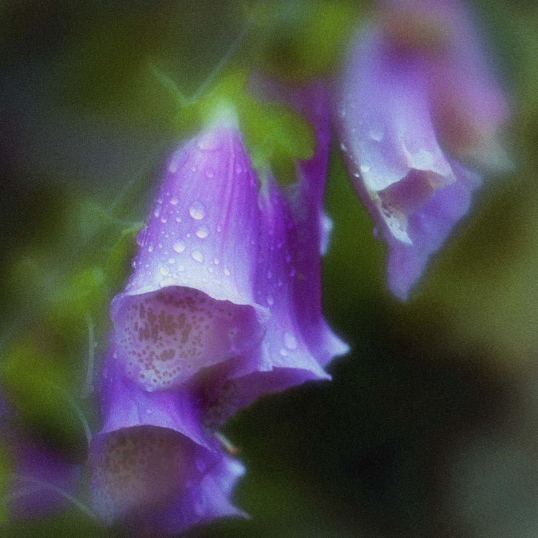 Digitalis Purpurea [Giftpflanze des Jahres 2007]