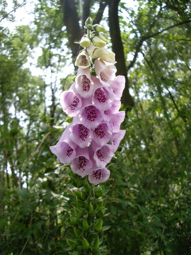 Digitalis purpurea oder auch: Roter Fingerhut