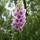 Digitalis purpurea oder auch: Roter Fingerhut