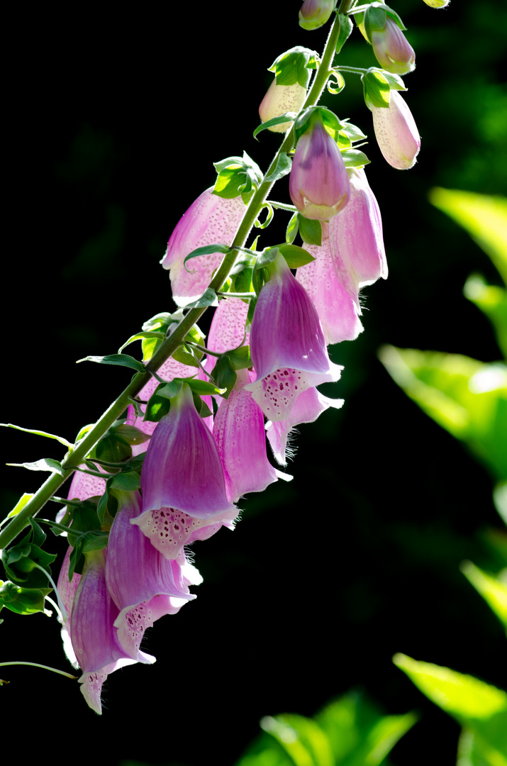 Digitalis purpurea - roter Fingerhut