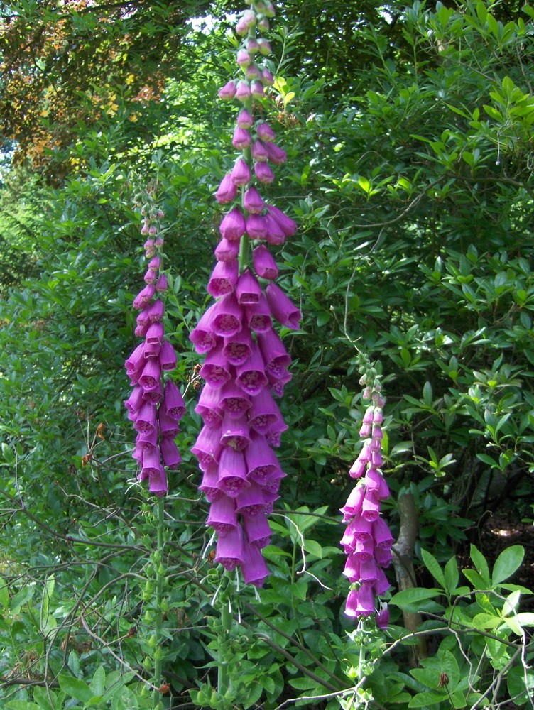 Digitalis purpurea - Roter Fingerhut