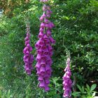 Digitalis purpurea - Roter Fingerhut