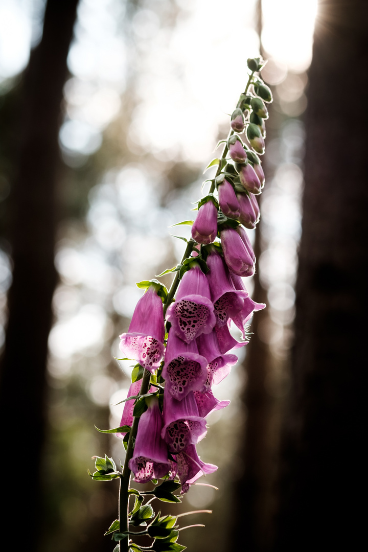 Digitalis purpurea (Roter Fingerhut)