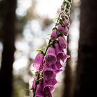 Digitalis purpurea (Roter Fingerhut)