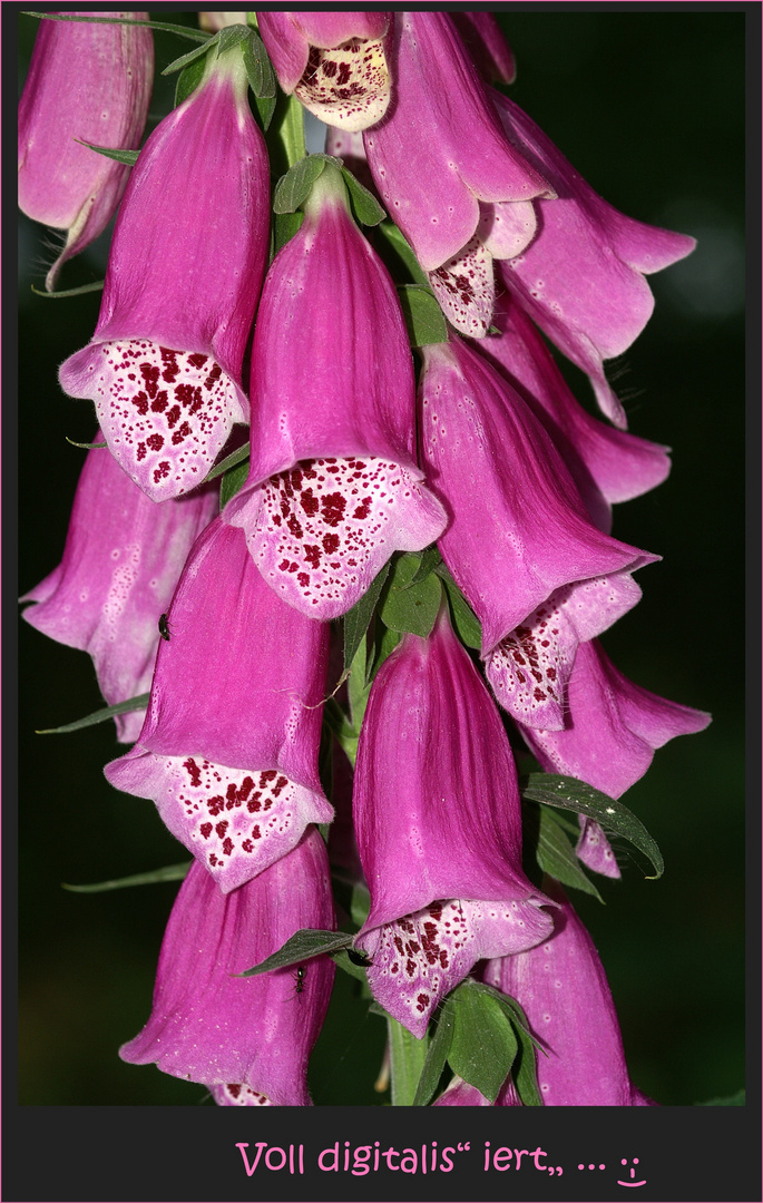 Digitalis purpurea "Roter Fingerhut"