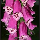 Digitalis purpurea "Roter Fingerhut"