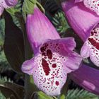 Digitalis purpurea und dabei dem Roten Fingerhut in die herrliche Blüte geschaut...