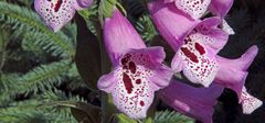 Digitalis purpurea und dabei dem Roten Fingerhut in die herrliche Blüte geschaut...