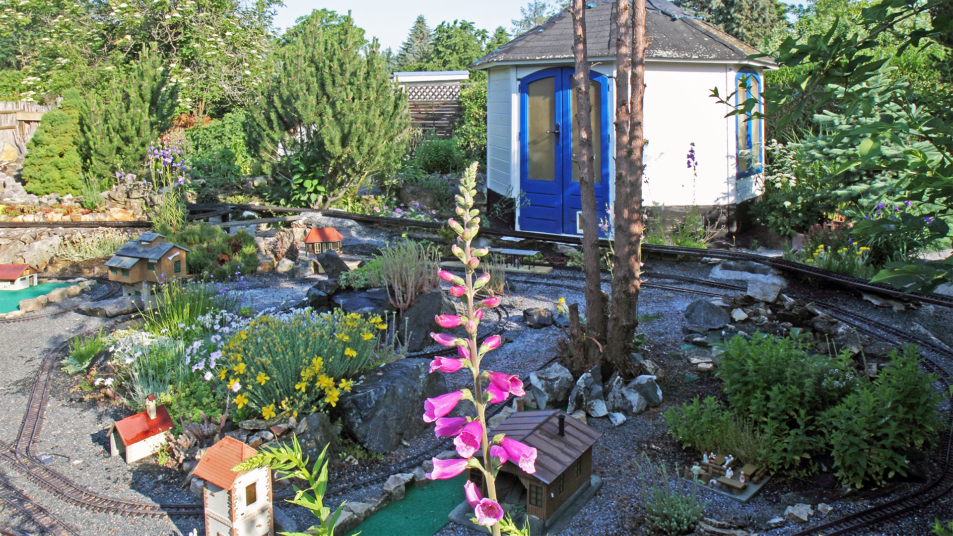 Digitalis purpurea wächst nicht nur sehr schön in den Wäldern der Sächsischen Schweiz...