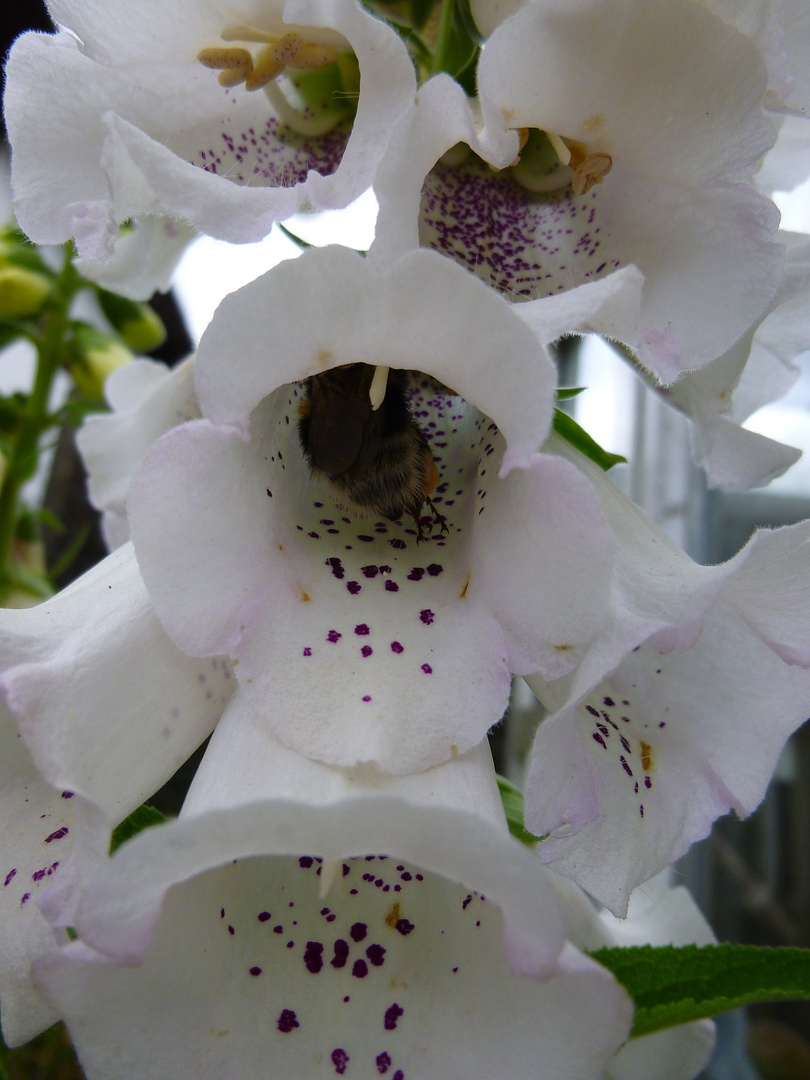 Digitalis (weißer Fingerhut)