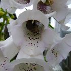 Digitalis (weißer Fingerhut)