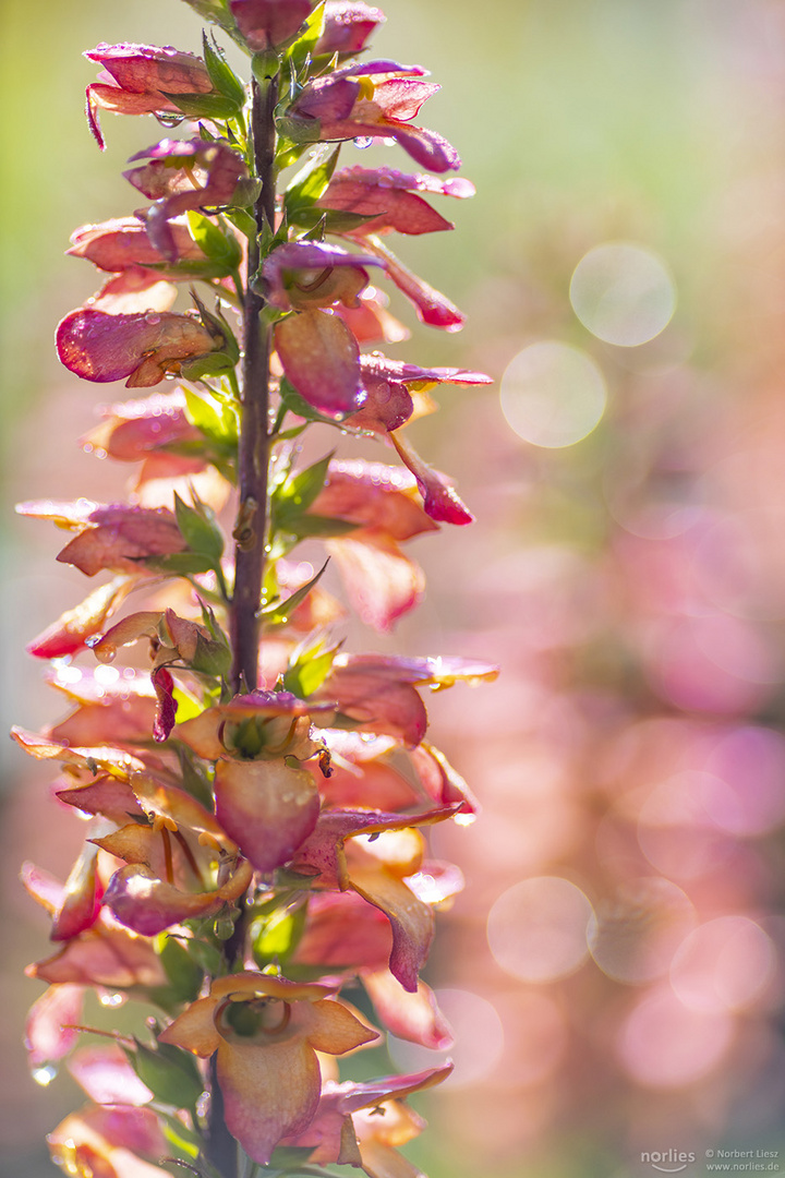 Digitalis with reflections