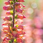 Digitalis with reflections