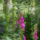 Digitalis(ierung)