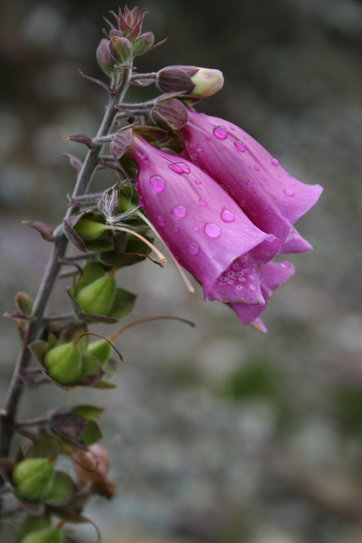 Digitalis_Pflanzenkelche