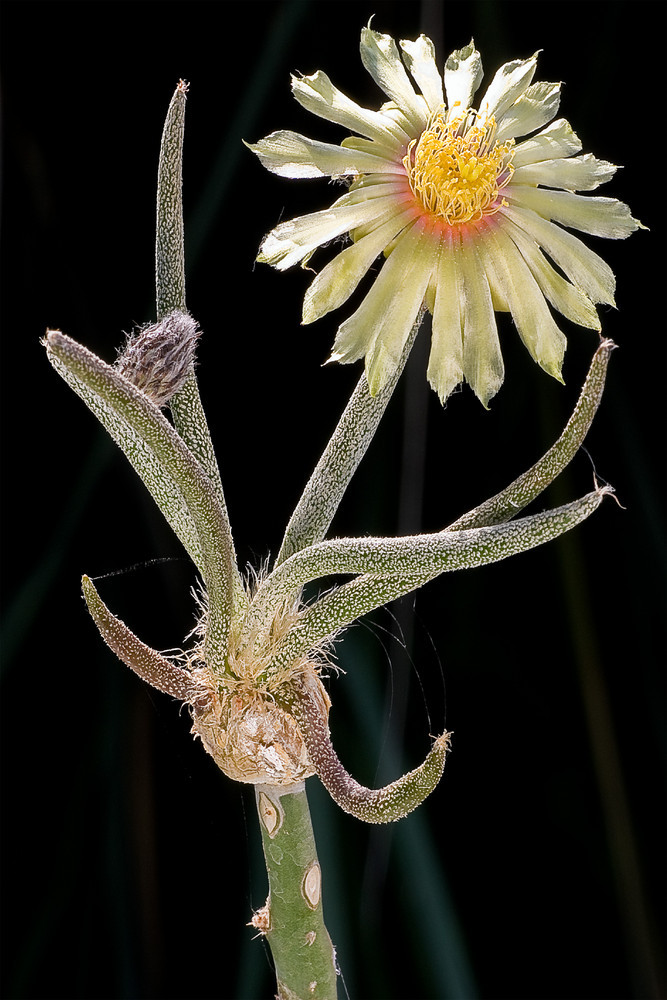 Digitostigma caput-medusae (Astrophytum) Messico-Stato di Nuevo Leon (Velazco & Nevárez 2002)