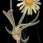 Digitostigma caput-medusae (Astrophytum) Messico-Stato di Nuevo Leon (Velazco & Nevárez 2002)